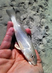 Menticirrhus littoralis