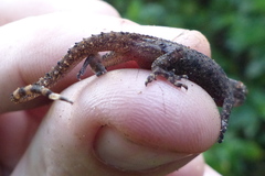 Hemidactylus kushmorensis