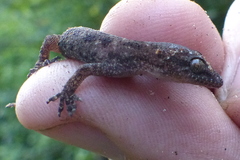 Hemidactylus kushmorensis