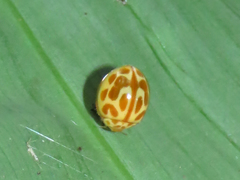 Cycloneda graphiptera