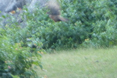 Galloperdix spadicea