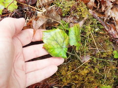 Tiarella stolonifera