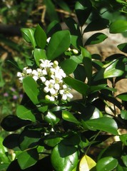 Murraya paniculata