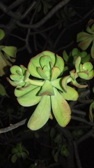 Pachysedum