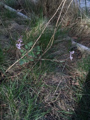Corydalis glaucescens