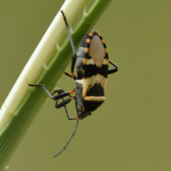 Largus fasciatus