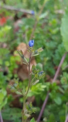 Veronica triphyllos