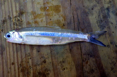 Anchoa hepsetus