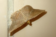 Plesiomorpha flaviceps