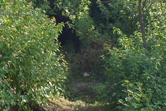 Melursus ursinus ursinus