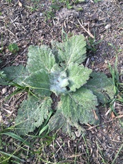 Salvia aethiopis