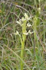 Habenaria gourlieana