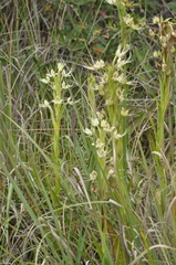 Habenaria gourlieana