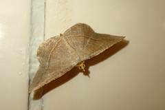 Plesiomorpha flaviceps