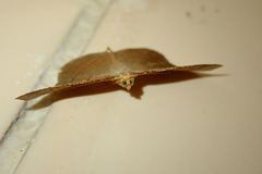 Plesiomorpha flaviceps