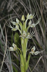 Habenaria gourlieana