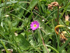 Primula scotica