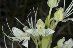 Habenaria gourlieana