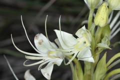Habenaria gourlieana