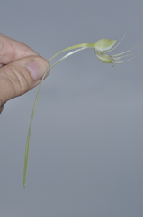 Habenaria gourlieana