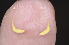 Habenaria gourlieana