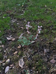 Corydalis glaucescens
