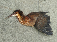 Ixobrychus flavicollis