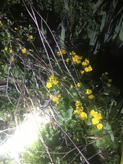 Caltha palustris
