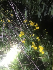 Caltha palustris