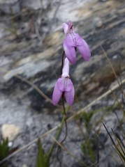 Disa inflexa