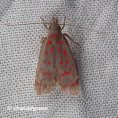 Dichomeris sandycitis