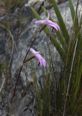 Disa inflexa