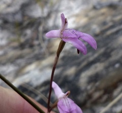 Disa inflexa