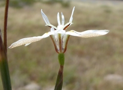 Moraea viscaria