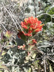 Castilleja latifolia