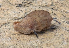 Pamphagidae