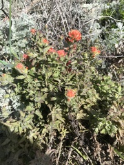 Castilleja latifolia