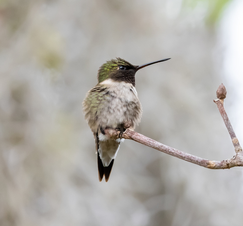 Ruby-throated Hummingbird photographed in South Carolina