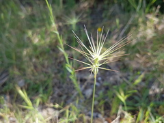 Aegilops