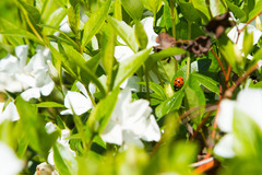 Coccinella septempunctata