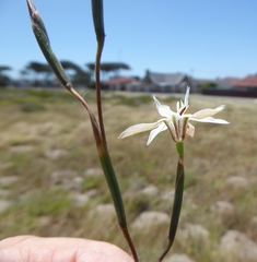 Moraea viscaria