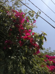 Bougainvillea