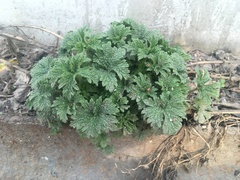 Leonurus turkestanicus