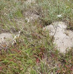 Moraea viscaria
