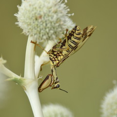 Paramantispa decorata