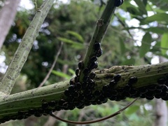 Brachyplatys subaeneus