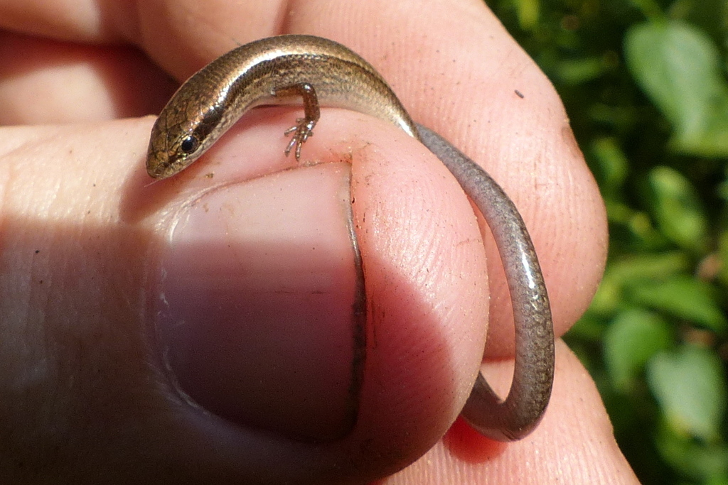Minor Snake-Eyed Skink
