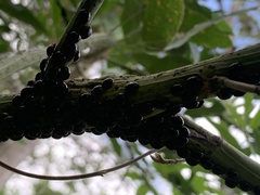 Brachyplatys subaeneus