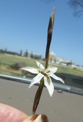 Moraea viscaria