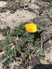 Eschscholzia californica maritima